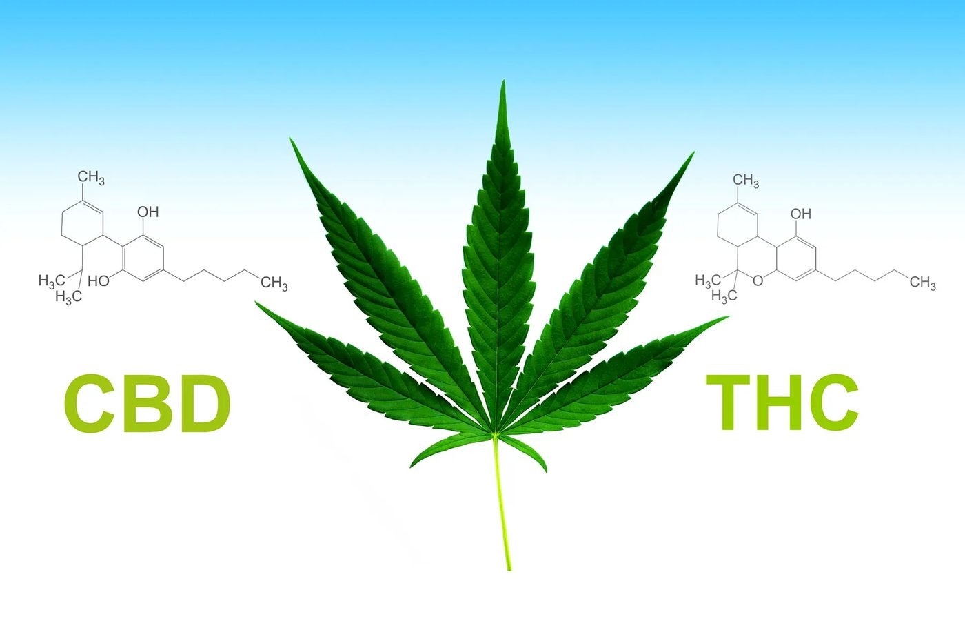 CBD Hash founders inspecting hemp before production